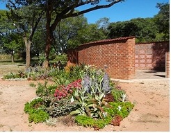 A garden of aloes and flowering succulents beside a face-brick wall, under a large tree